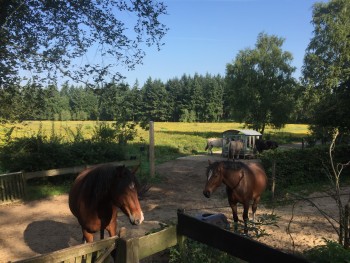 Veluwe Mentocht Paddock Paradise