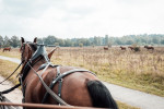 Veluwe Mentocht Foto: Lian Baars