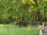 Bospaadje voor de paarden geeft voldoende schaduw