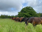 Strookbegrazing in het voorjaar